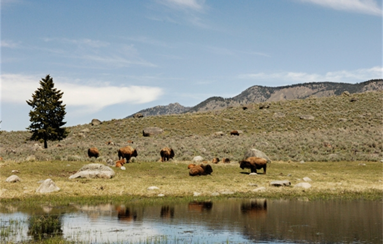 Julie Larsen Maher_9799_American Bison herd by lake_YELL_05 13 06